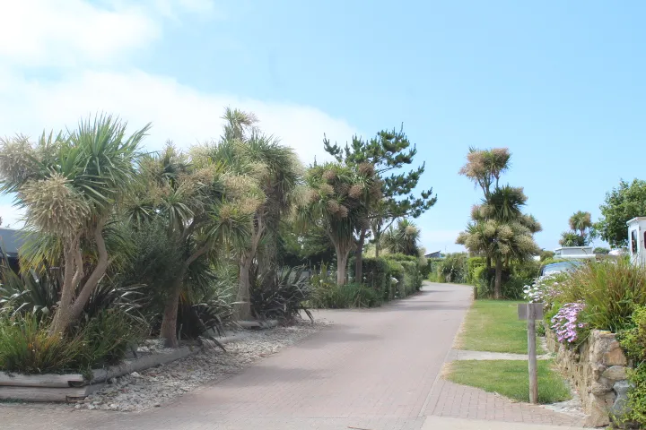 The site road through Gwithian Farm Campsite, with planting either side.